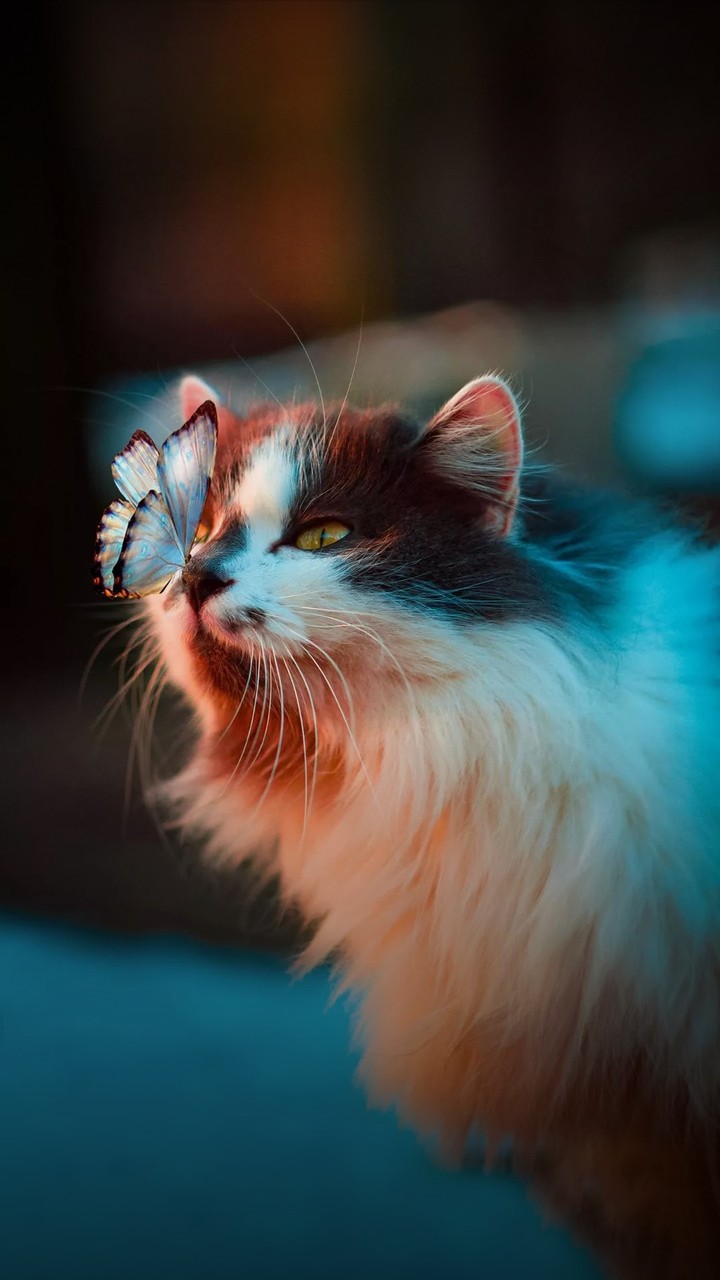 cat