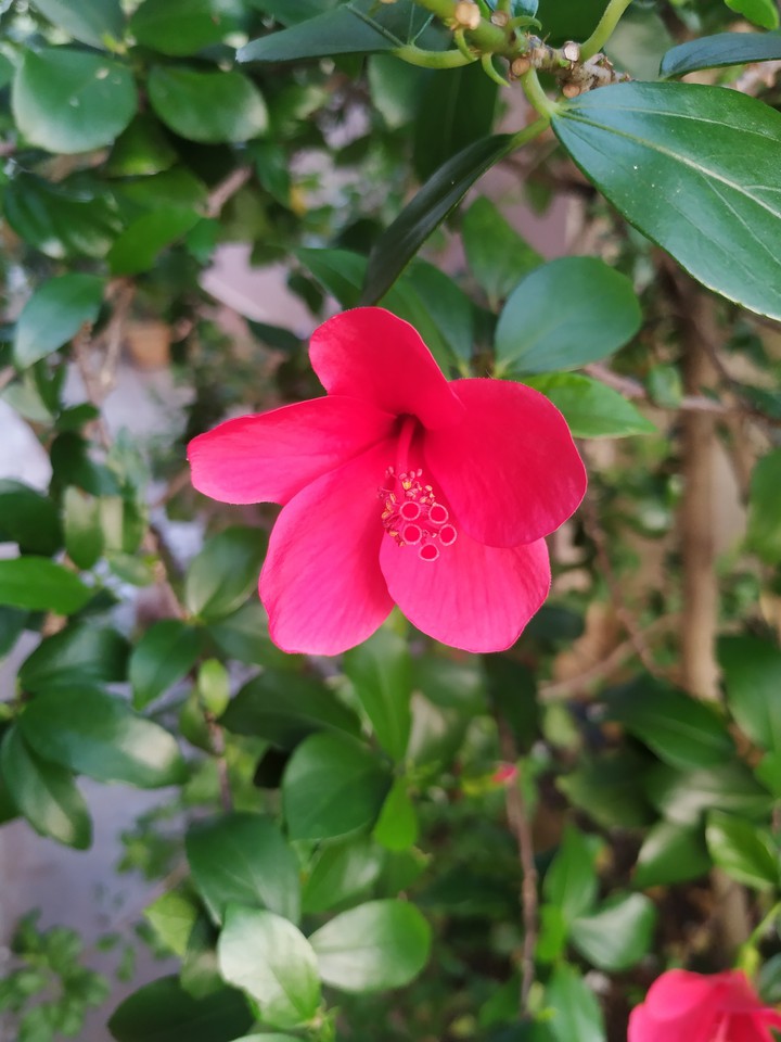 red flower