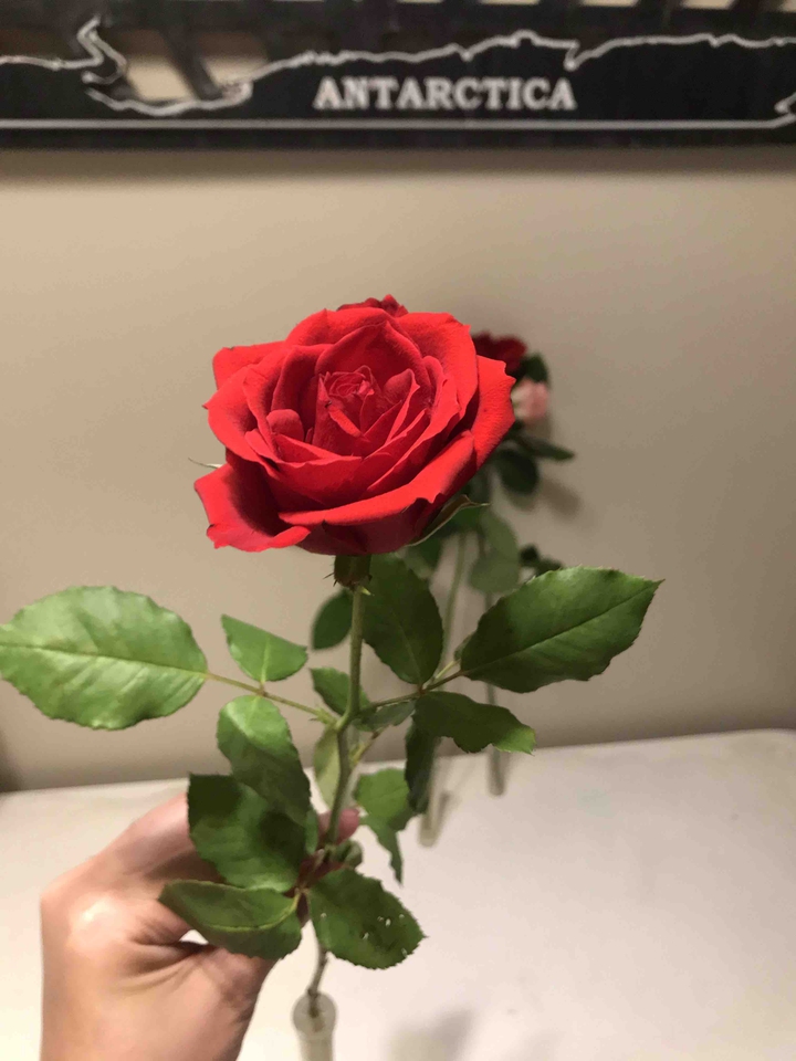 Rose
