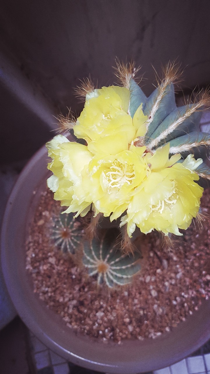 선인장꽃