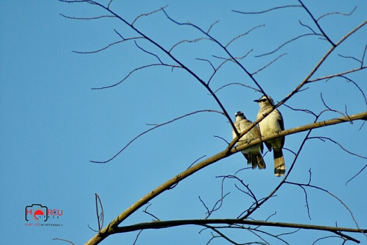 bird