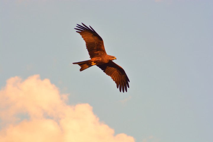 eagle