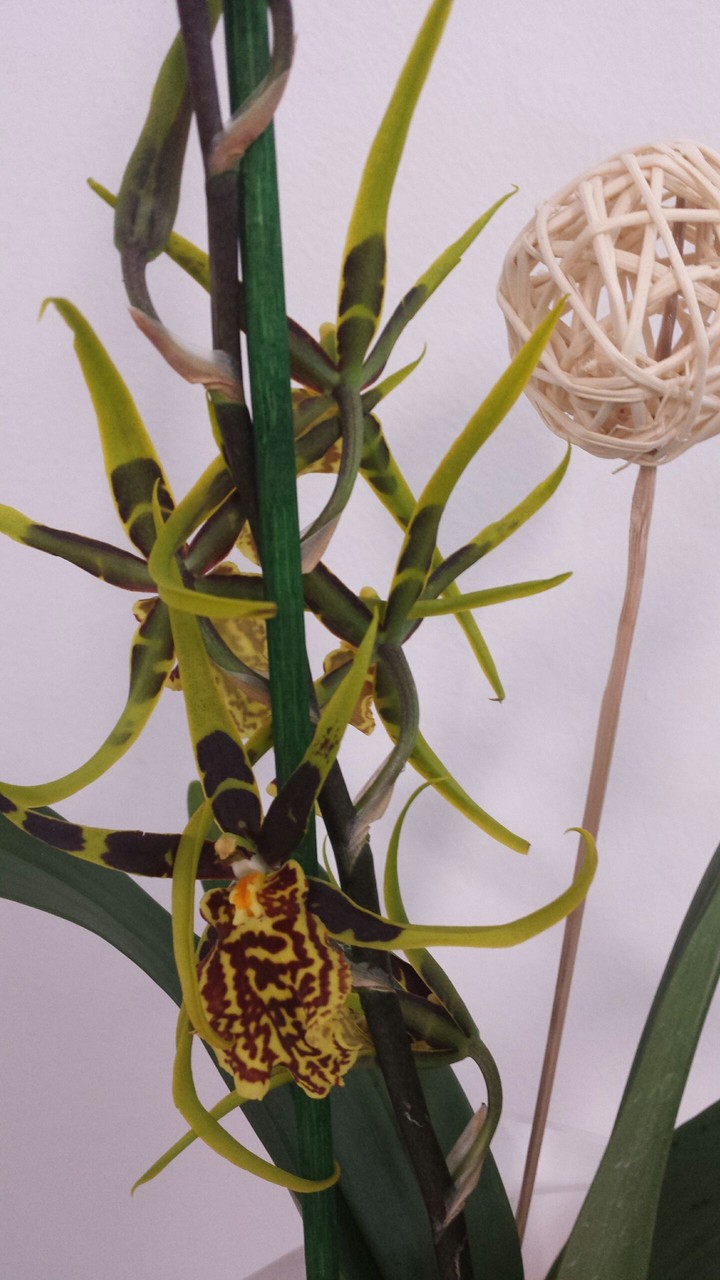 orchidea