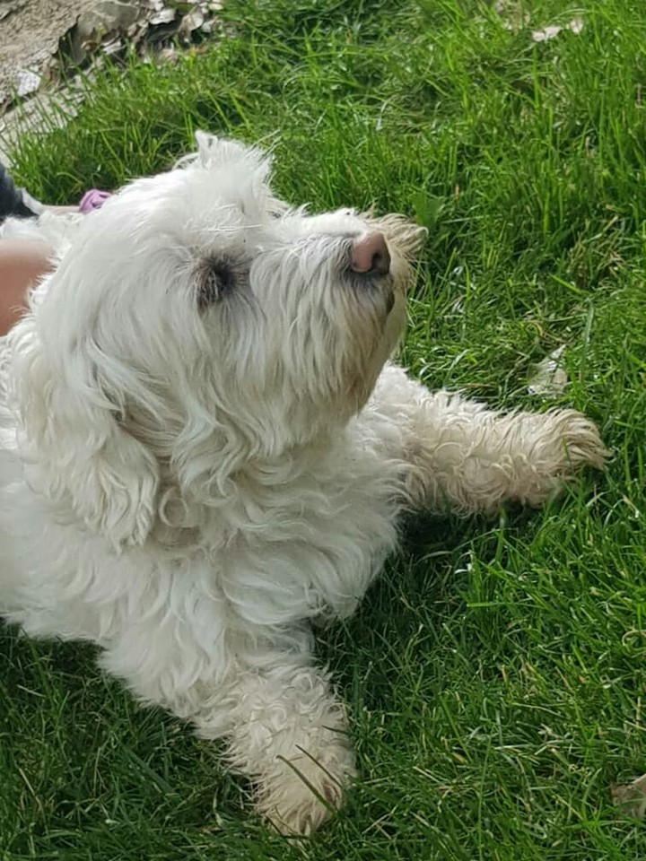 Benji
