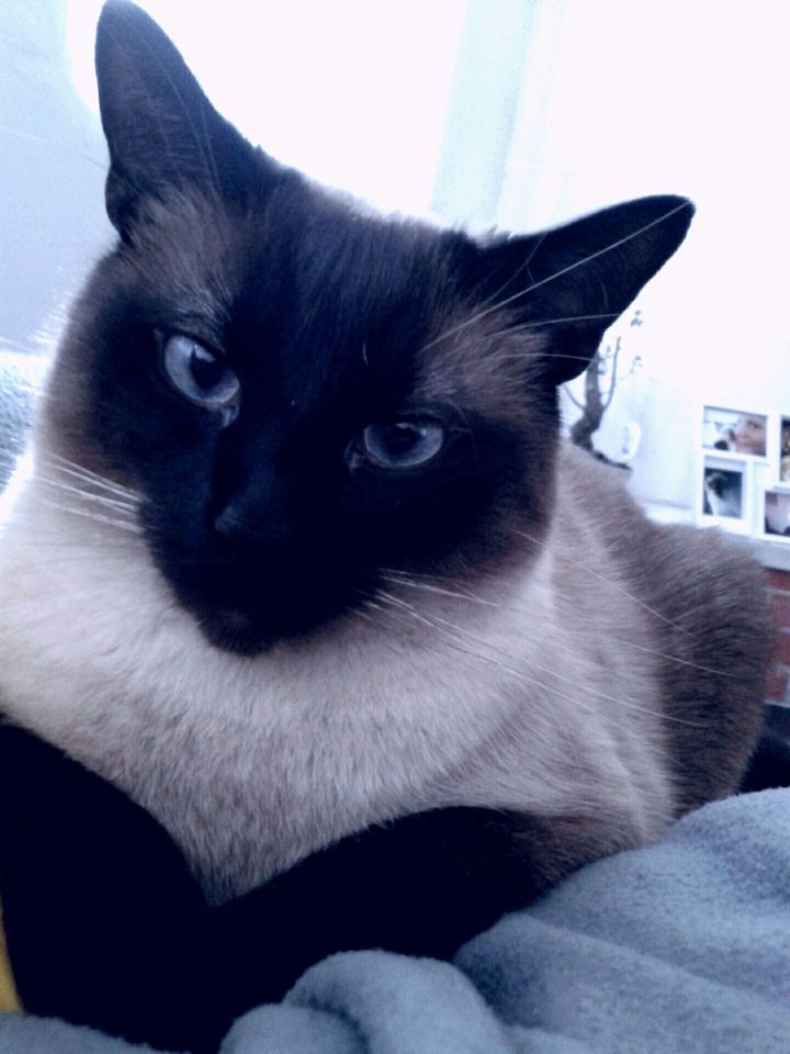 bibi