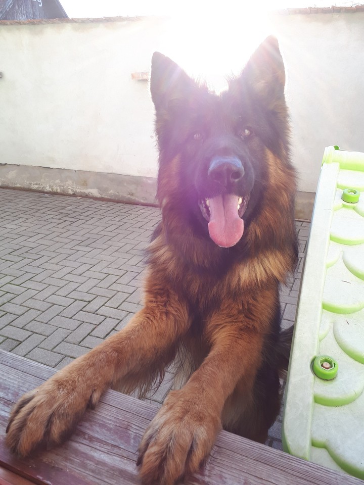 Dog