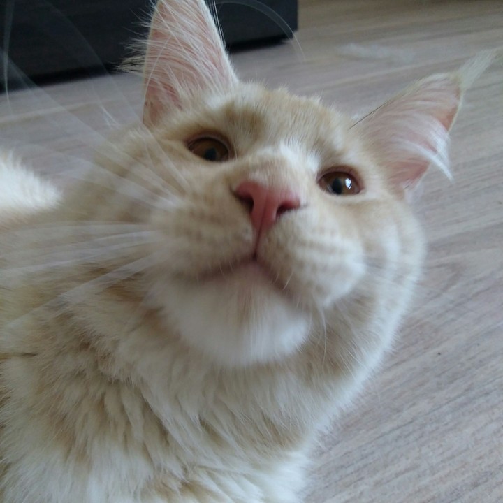 super cat