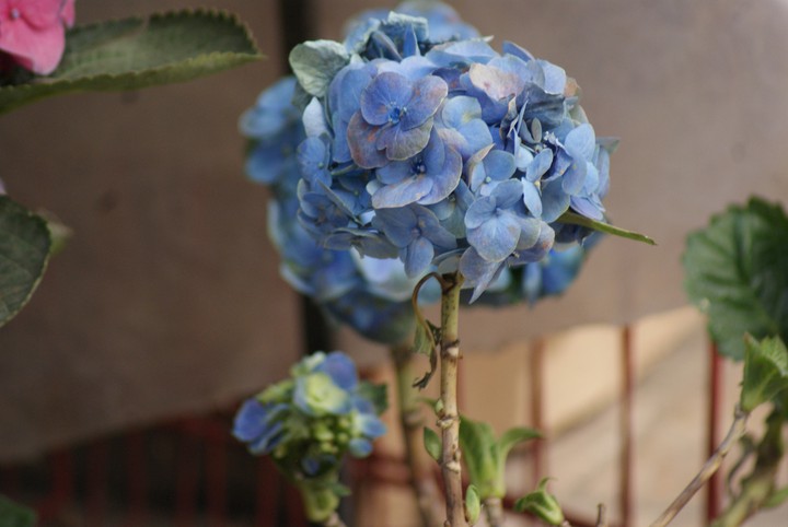 Hortensia