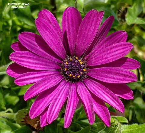 plant, groundcover Hintergrundbilder