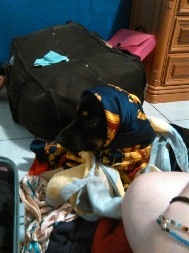 Dog