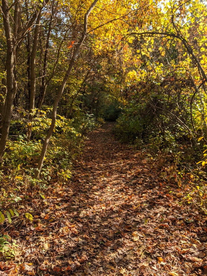 path into shadow