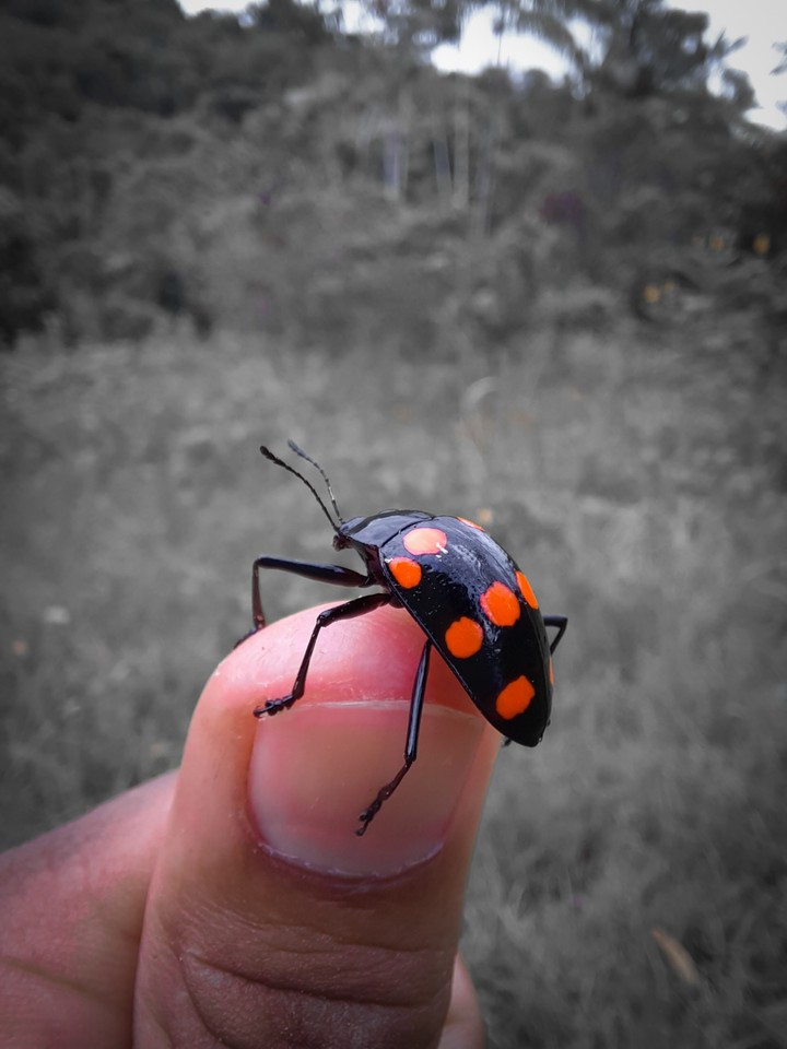 Coleoptera
