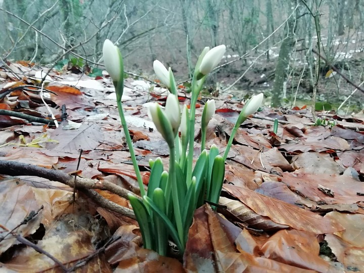 Подснежники, Крым