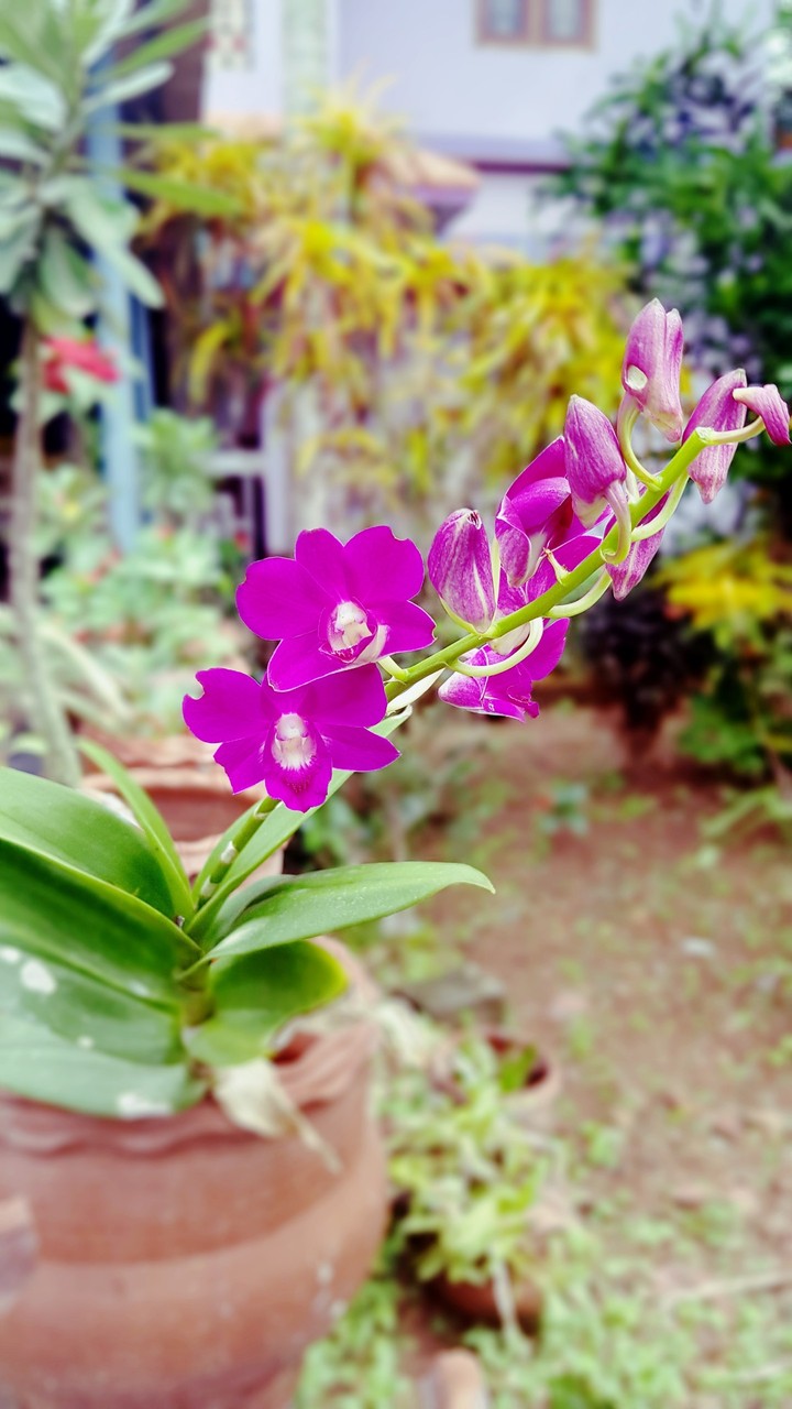 flower