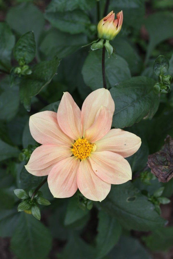 Flower/Цветы