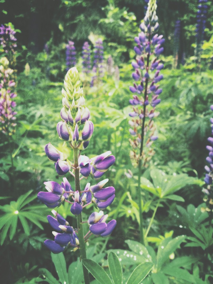 flowers