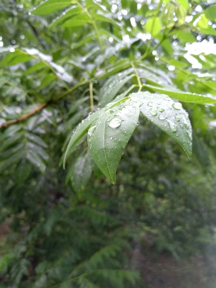 water drop