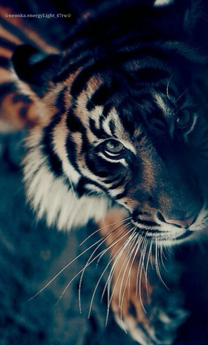 animal