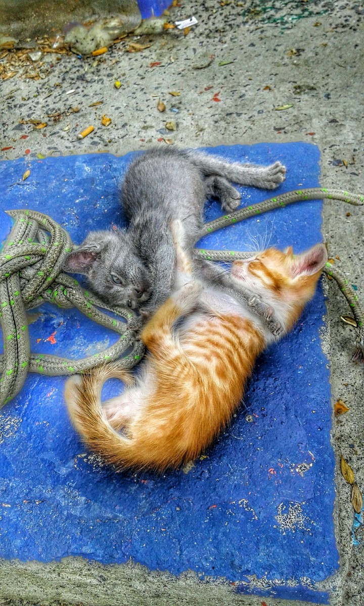 cats