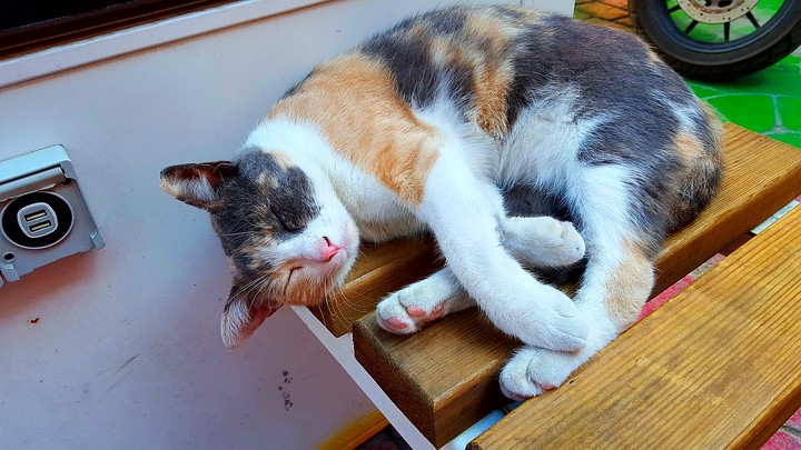 cat
