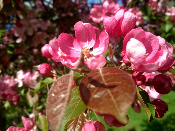 bloom