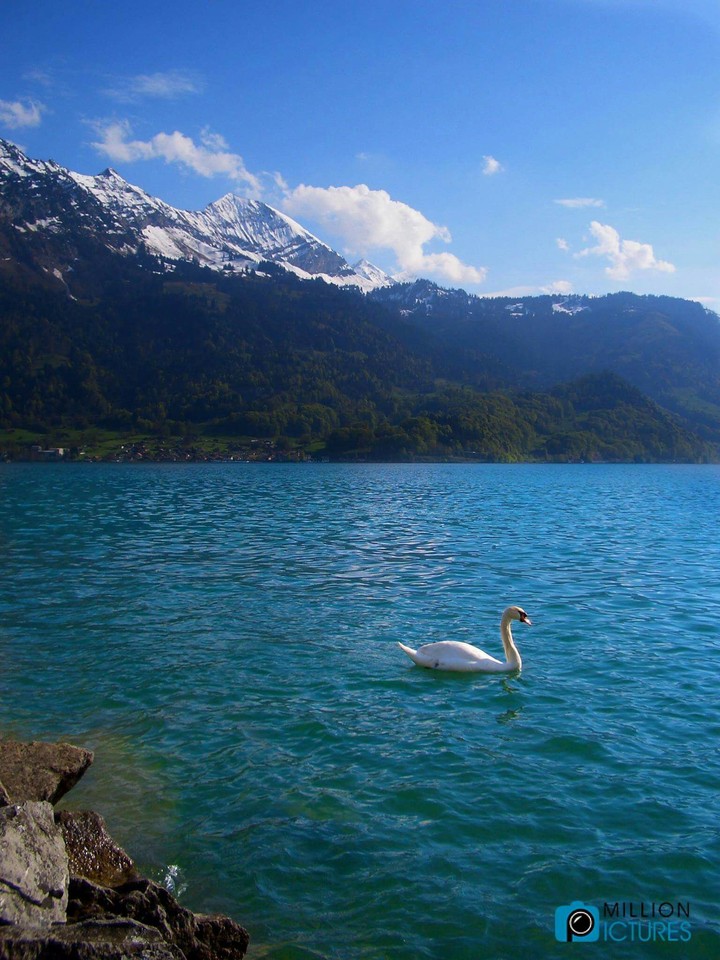 the sea & the swan