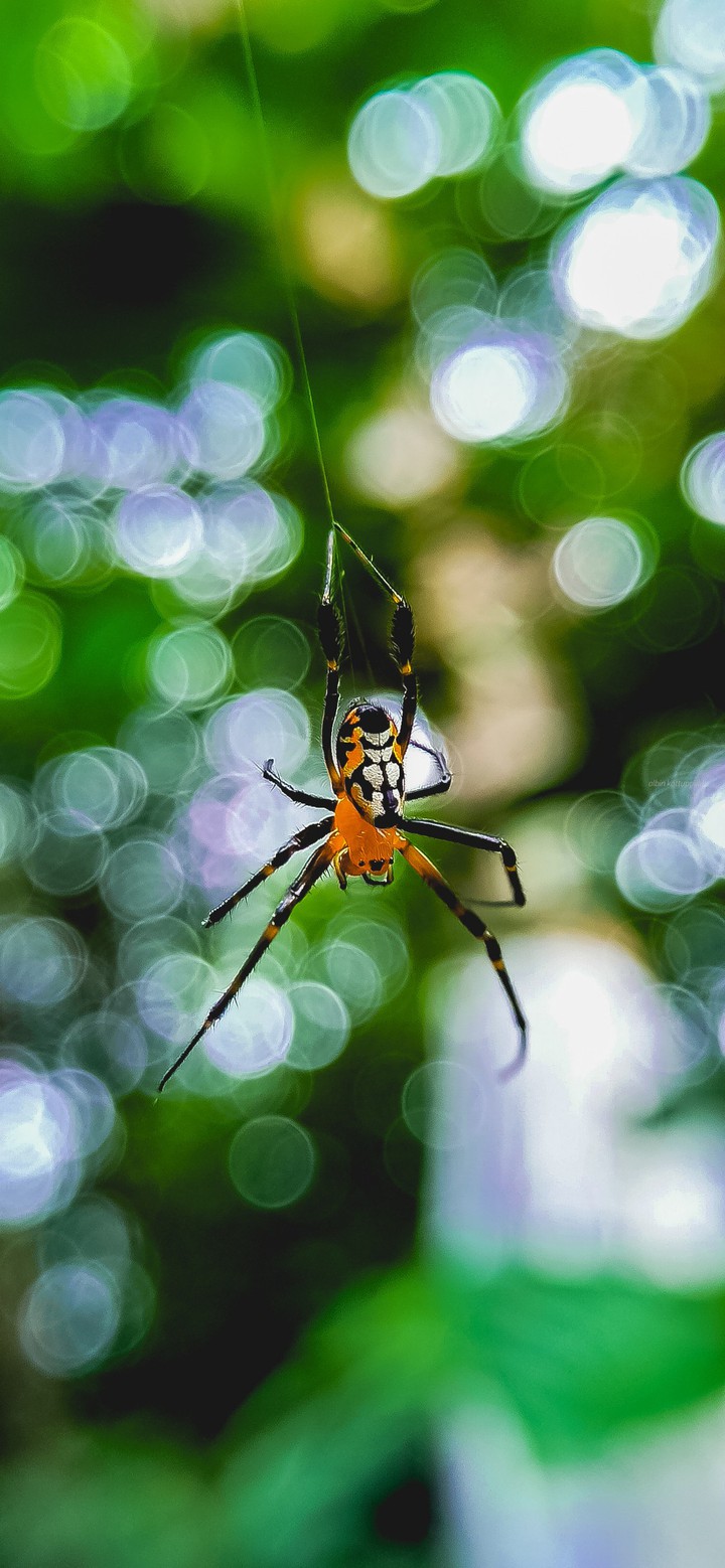 Web