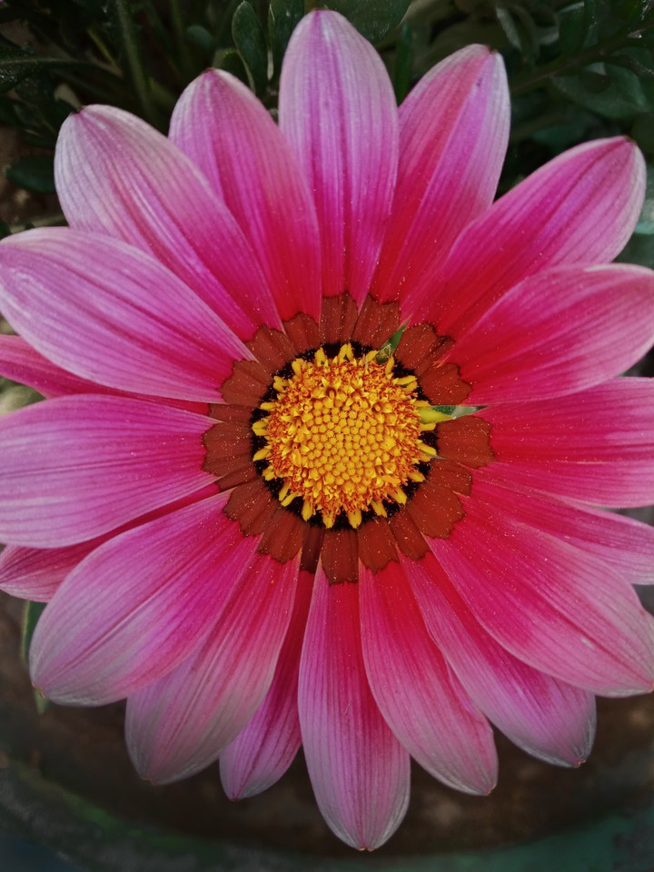 blossomed