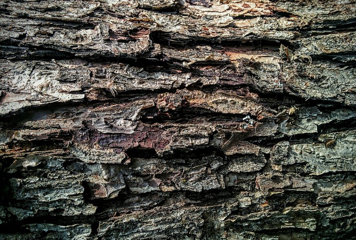 barkskin