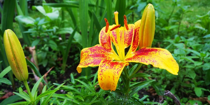 My lily