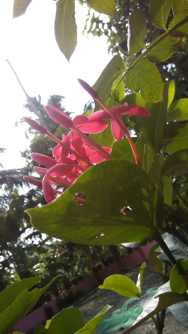 flower in my courtyard