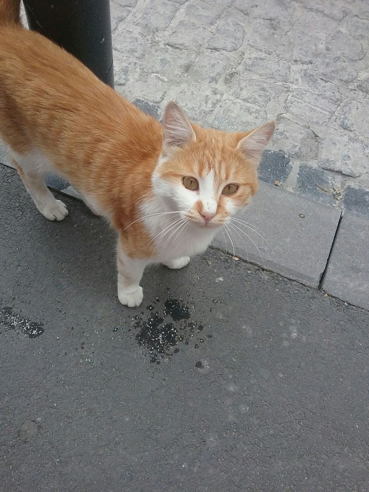 A CAT