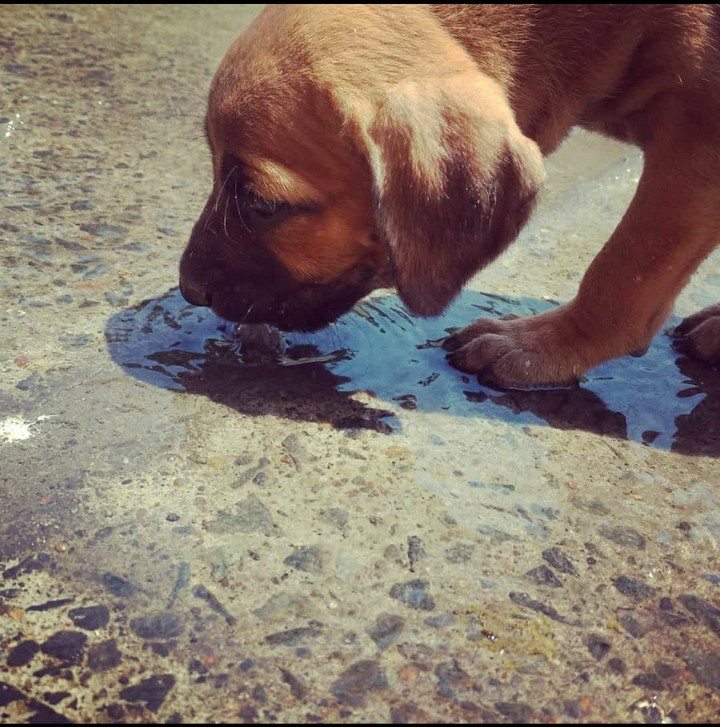 Dogs