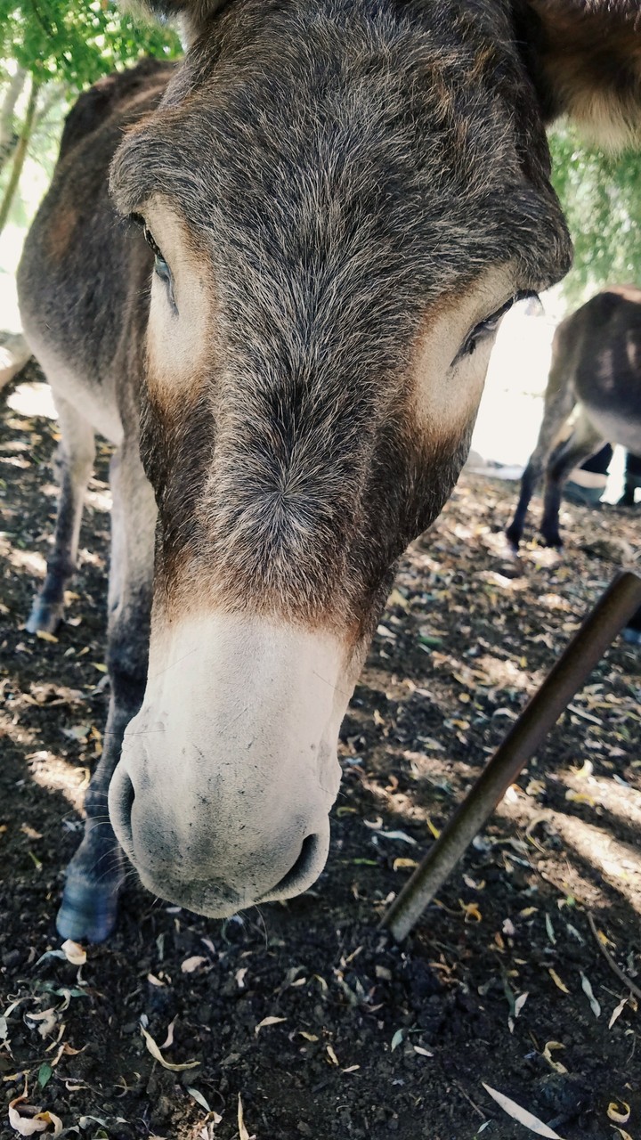 THE DONKEY / L'ÂNE