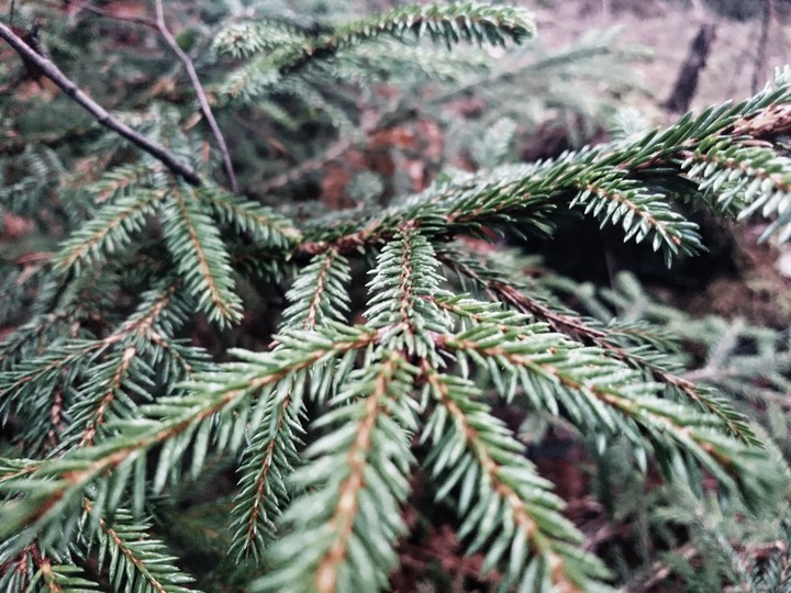Forest