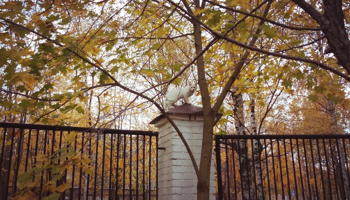 котик