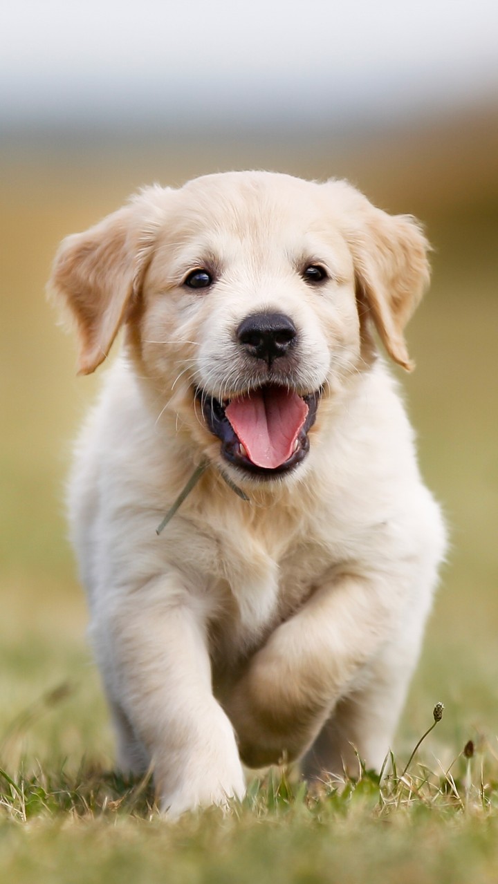 Gold retriever
