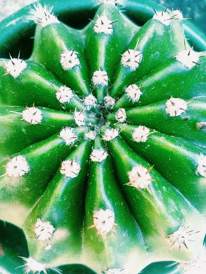 Cactus 