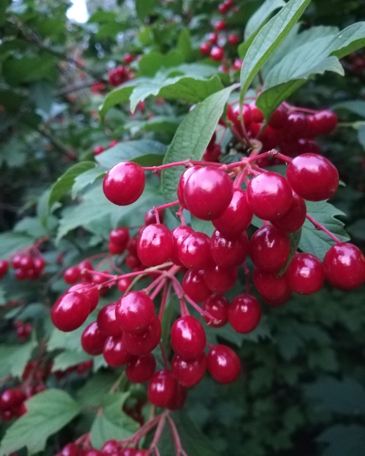 guelder rose