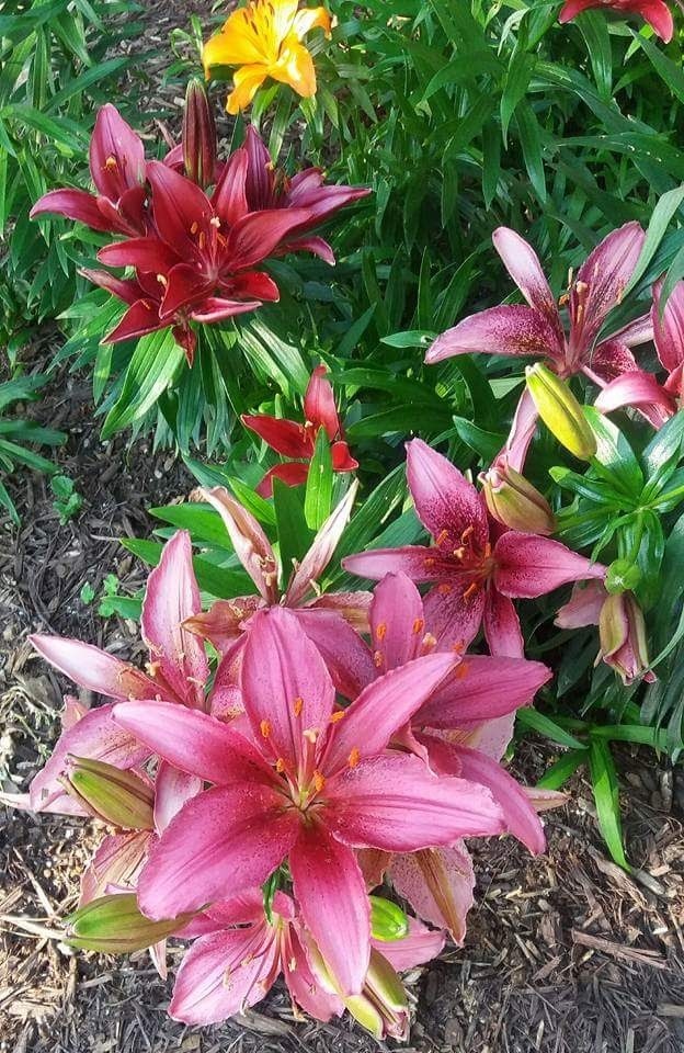 Lillies