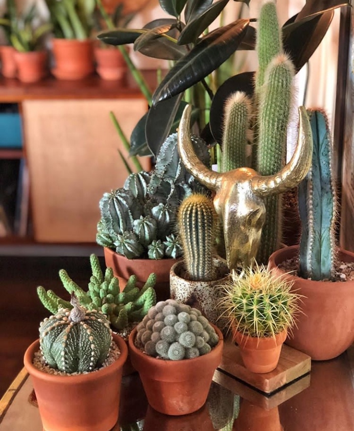 cactus