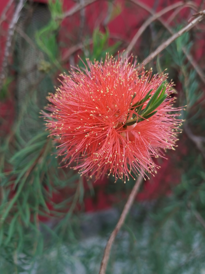 red