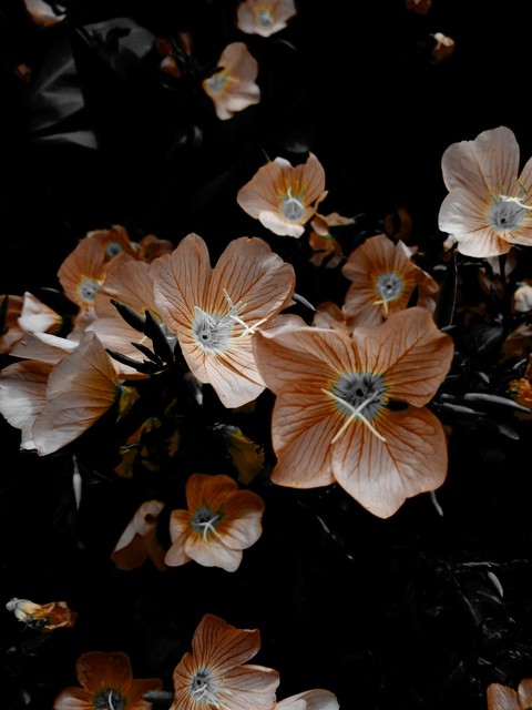tapety wildflower, flores
