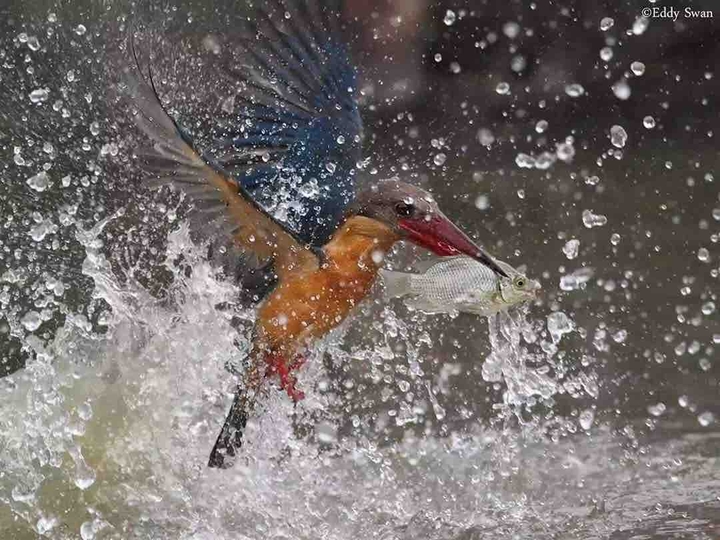 KINGFISHER