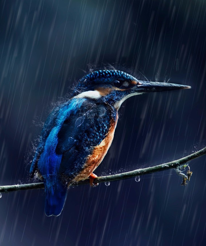 Rain