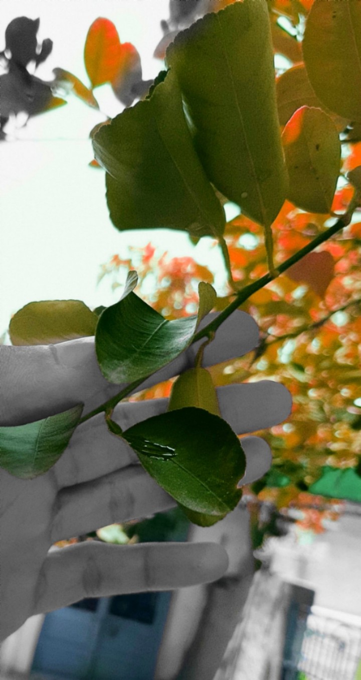 COLOUR SPLASH WITH MY SAMSUNG A7