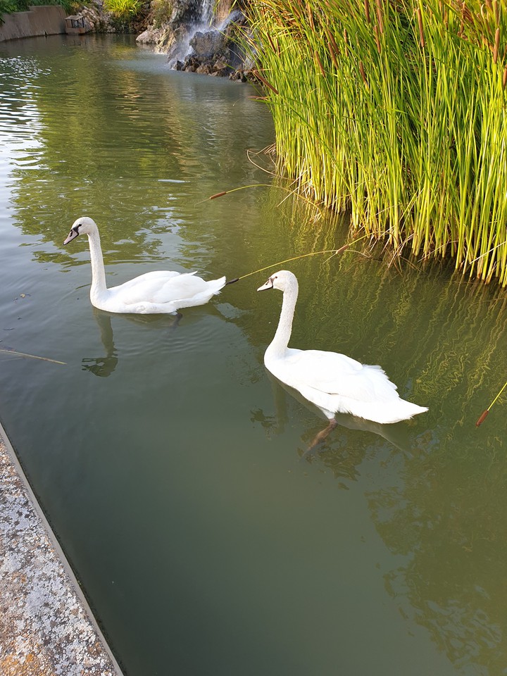 relaxed swans