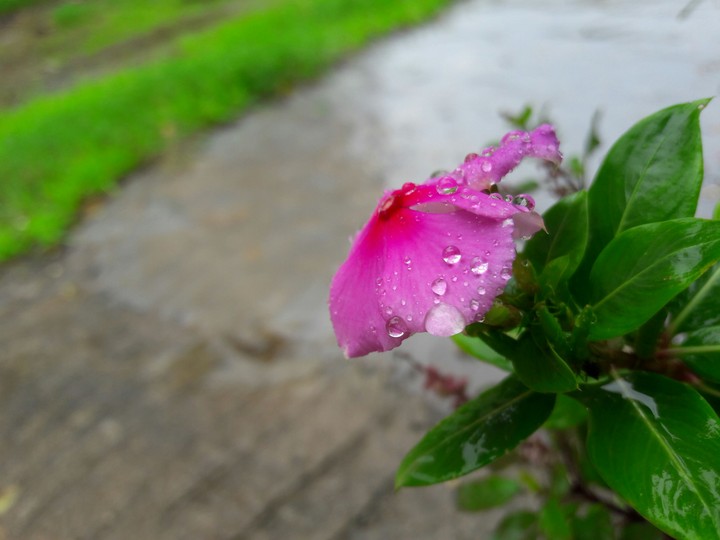 after rain