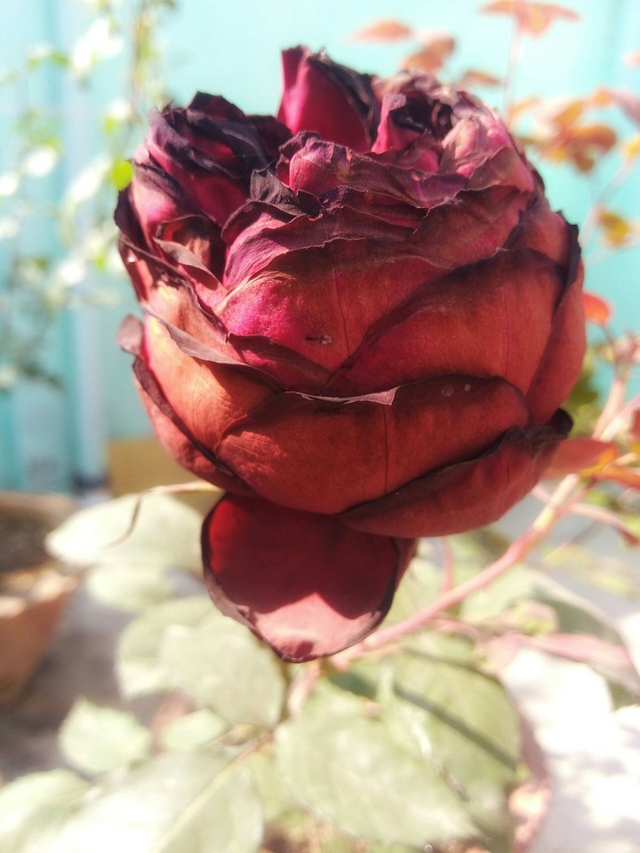 Rose Like Blood