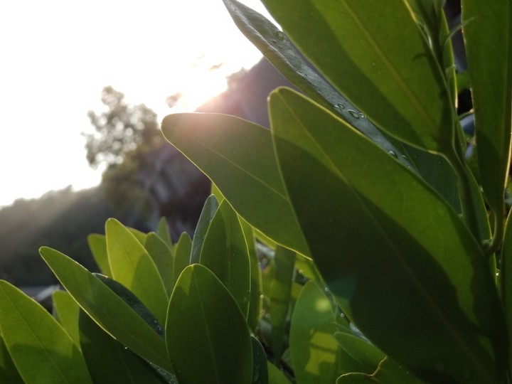 Sun Light